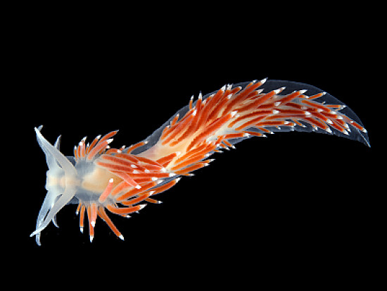 Flabellina browni