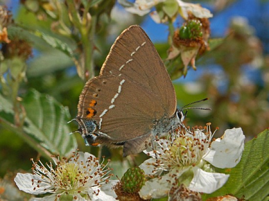 Satyrium titus