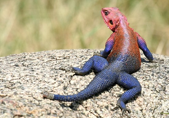 Agama lizard