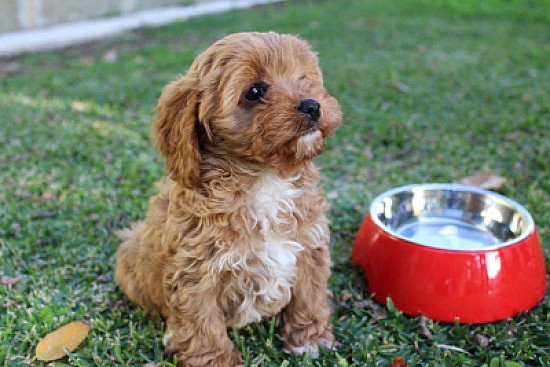 Cavoodle