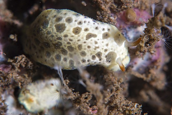 Hypselodoris lacuna