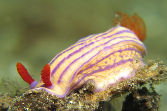 Hypselodoris maridadilos