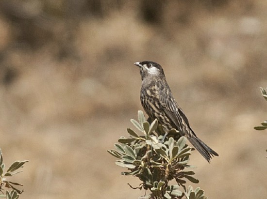 Cotinga guancebianche