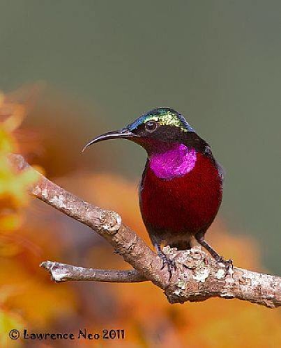 COLIBRI PURPURA