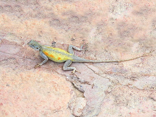 Agama impalearis