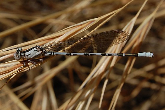 Argia vivida