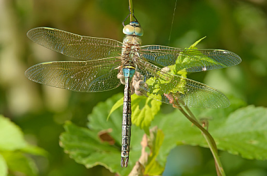 Anax parthenope