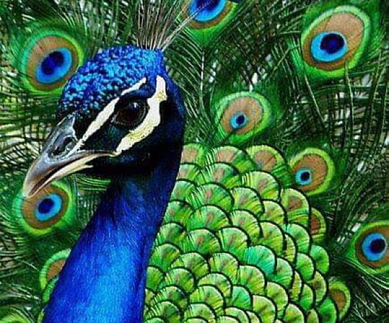 peacock