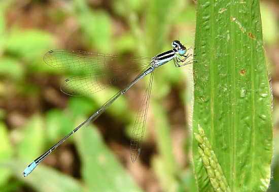 Aciagrion occidentale