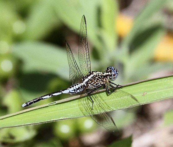 Acisoma variegatum