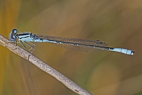 Enallagma aspersum