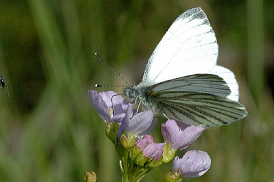 Pieris napi