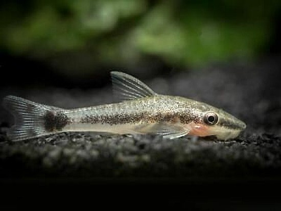 Otocinclus macrosplilus