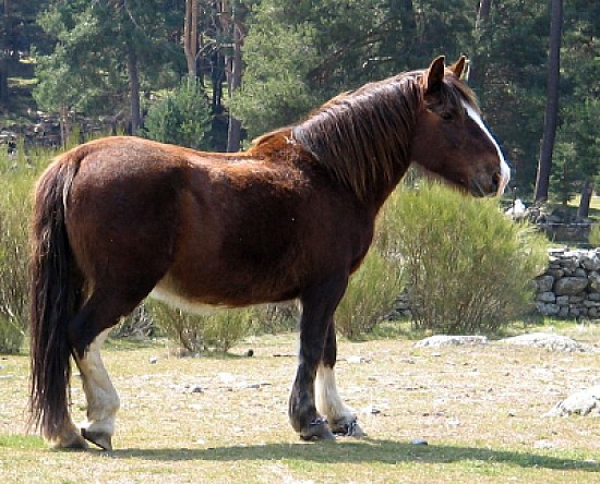 Ispano breton