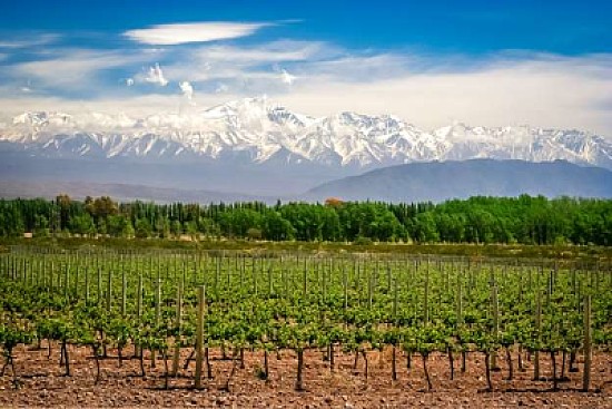 VINO FRUTA Y NIEVE