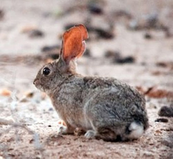 Sylvilagus mansuetus