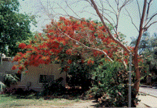 Israel Bushes