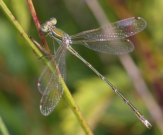 Lestes sbarbarus