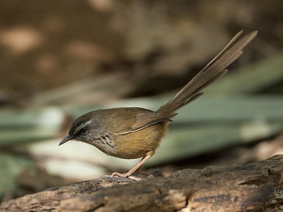 Prinia hill