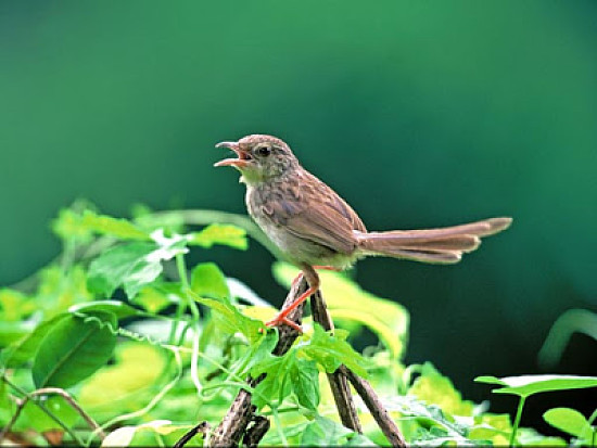 Prinia striata