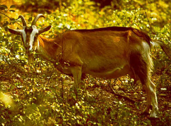 Selvatica di samotracia