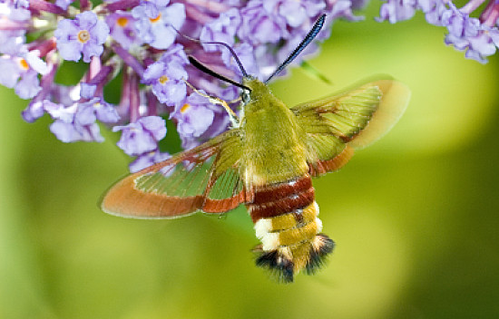 13 Mariposa Esfinge Abejorro