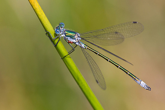 Lestes dryas