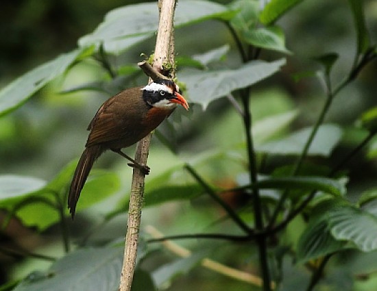 Pomatorhinus ferruginosus