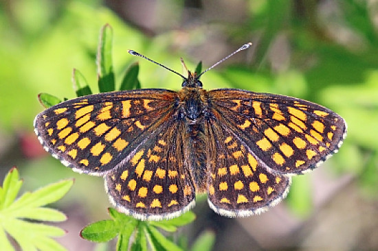 Heath fritillary