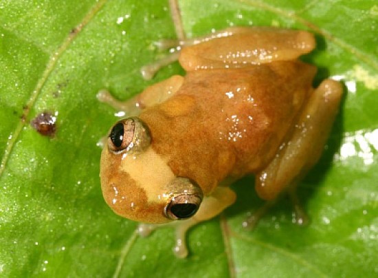 Golden coqui