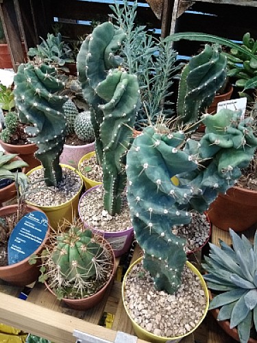 cactus