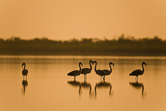 Flamencos Laguna Salada - Chaco Paraguayo