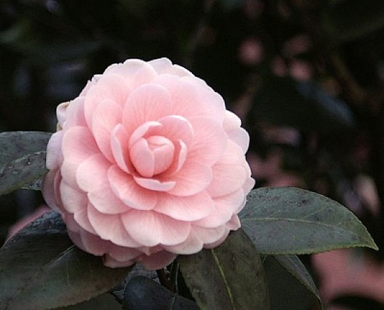 Pink camellia