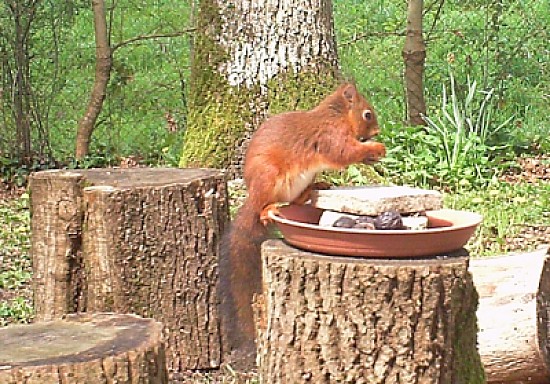 Ã©cureuil gourmand