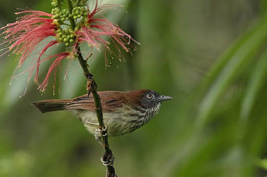 Macronus bornensis