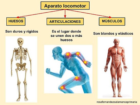 sistema locomotor