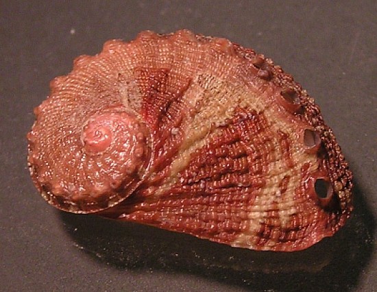 Haliotis clathrata