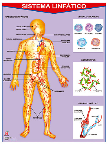 sistema linfÃ¡tico