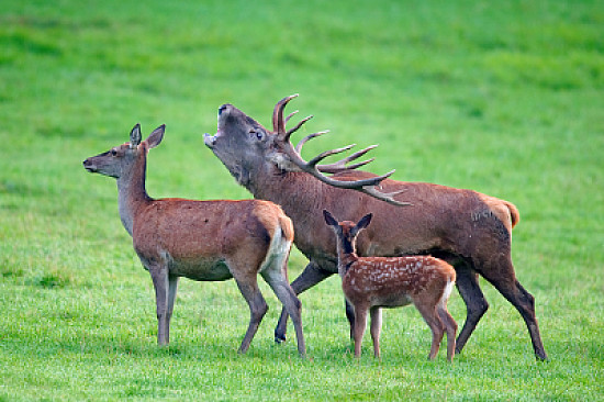 cerf biche et faon