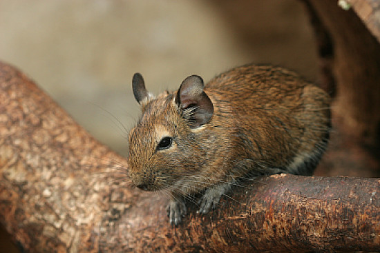 Degu