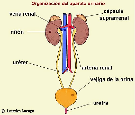 sistema excretor