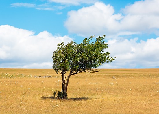 tree alone