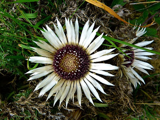 Carlina Acaulis