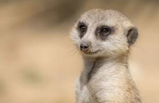 Meerkat 1