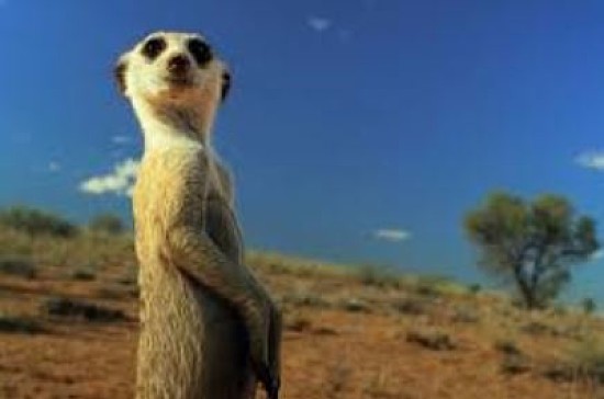 Meerkat 4