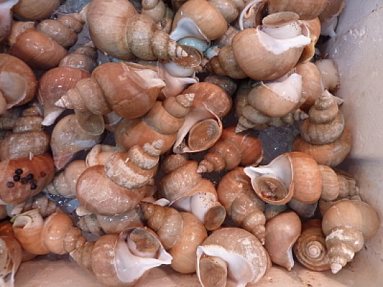 Japon - MarchÃ© aux poissons Tokyo