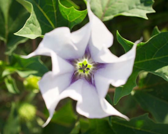 Datura