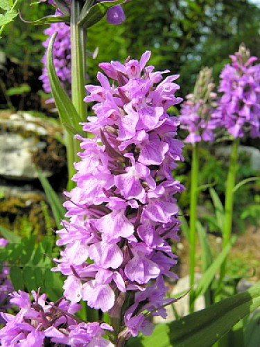 Dictylorhiza Incantata