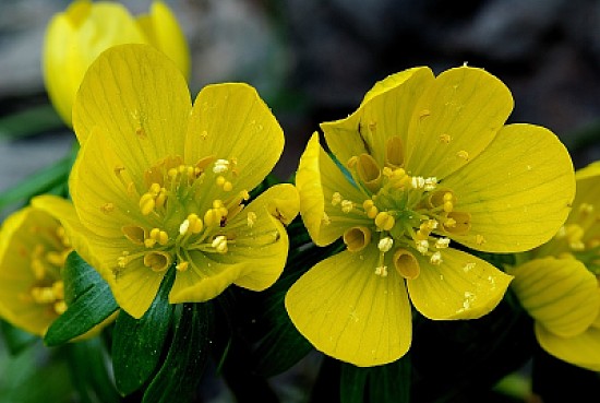 Gaggea Lutea