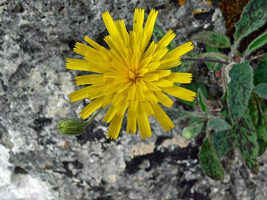 Hieracium Murorum